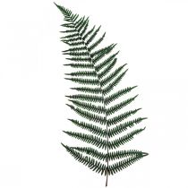 Bergormbunke dekorativ ormbunke konserverade ormbunksblad gröna 45cm 20st