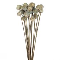 Artikel Wild Daisy Torkade Blommor Dekoration Blå Grön H36cm 20st