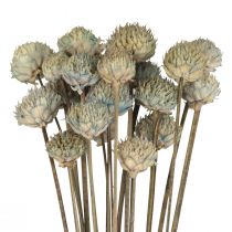 Wild Daisy Torkade Blommor Dekoration Blå Grön H36cm 20st