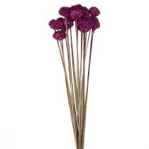 Wild Daisy torkade blommor dekoration violett H36cm 20st