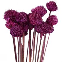 Wild Daisy torkade blommor dekoration violett H36cm 20st