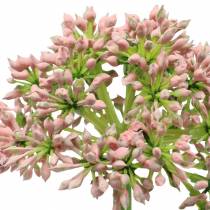 Artikel Allium konstrosa 55cm