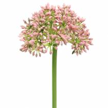 Artikel Allium konstrosa 55cm