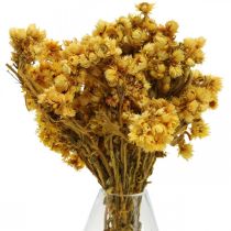 Artikel Mini halmblomma gula torkade blommor gäng torr bukett H20cm 15g