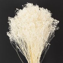 Artikel Broom Bloom blekta torkade blommor vita lång hållbarhet 100g