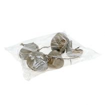 Artikel Buddhanötter 8-10cm vittvättade 10 st