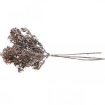 Artikel Konstgjorda växter brun höstdekoration vinterdekoration Drylook 38cm 3 st