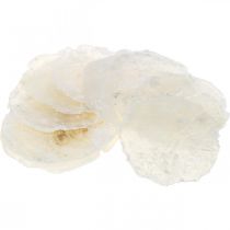 Artikel Maritima, Capiz-snäckor 5–10 cm, pärlemor, naturmaterial 1 kg