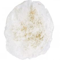 Artikel Maritima, Capiz-snäckor 5–10 cm, pärlemor, naturmaterial 1 kg