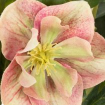 Artikel Konstgjord Helleborus krukväxt, julros, för heminredning, 50 cm