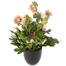 Artikel Konstgjord Helleborus krukväxt, julros, för heminredning, 50 cm