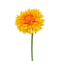 Chrysanthemum Nalle 63 cm guldgul