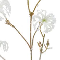 Clematis gren vit flockad 62 cm 3st