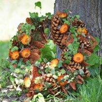 Artikel Kottar Pinus Maritima 10cm - 15cm Natur 3 st