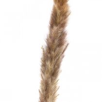 Artikel Torrt gräs pampas gräs naturligt gäng 80cm
