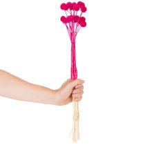Artikel Craspedia torkad blombukett för blomsterhandel, 55 cm, 20 stycken