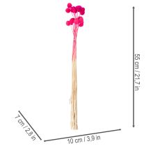 Artikel Craspedia torkad blombukett för blomsterhandel, 55 cm, 20 stycken