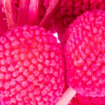 Artikel Craspedia torkad blombukett för blomsterhandel, 55 cm, 20 stycken