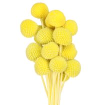 Artikel Craspedia färgade torkade blommor gulgröna 50-55cm 20st