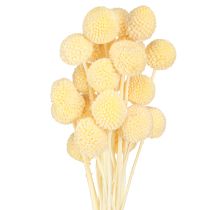 Artikel Craspedia färgade trumpinnar kräm 50-55cm 20st