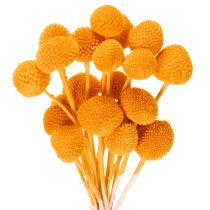 Artikel Craspedia torkad blombukett 55 cm 20 st