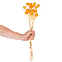 Artikel Craspedia torkad blombukett 55 cm 20 st