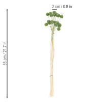 Artikel Torkade Craspedia-blombollar för snygga höstdekorationer, 55 cm, 20 stycken