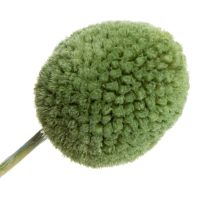 Artikel Torkade Craspedia-blombollar för snygga höstdekorationer, 55 cm, 20 stycken