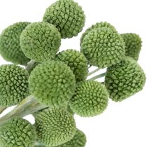 Artikel Torkade Craspedia-blombollar för snygga höstdekorationer, 55 cm, 20 stycken