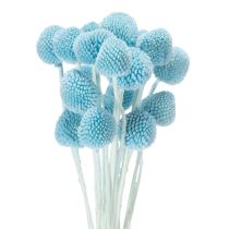 Artikel Craspedia torkade blomsterdekorationer för vas, minimalistisk stil, hållbar sommardekoration, 55 cm, 20 stycken