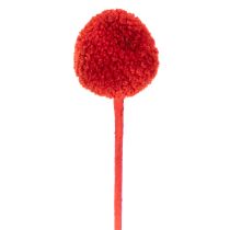Artikel Torkade Craspedia-blommor, färgade, med långa stjälkar, 55 cm, 20 stycken