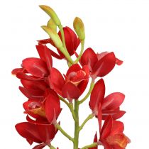 Orchid cymbidium röd 78cm