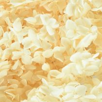 Artikel Dekorativ hortensia krämfärgad äkta blomma konserverad Ø20cm 1 st