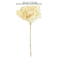 Artikel Dekorativ hortensia krämfärgad äkta blomma konserverad Ø20cm 1 st