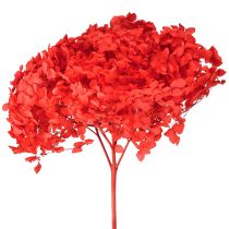 Artikel Dekorativ hortensia konserverad torkad blomma röd Ø20cm 1 st