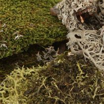 Artikel Dekorativ mossa för pyssel mix grön, ljusgrön naturmossa 75g