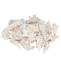 Artikel Dekorativa snigelskal svart och vitt, skal naturlig dekoration 1kg