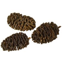 Artikel Dekorativa kottar av alträ, naturliga för dekoration, 3-4 cm, 200 g