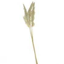 Dekorativ pampas gräskräm torrt gräs blekt 95cm 3st