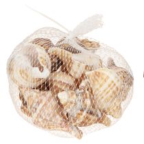 Artikel Skal Dekorativ Krämbrunrandig 3cm–8cm 300g