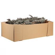 Artikel Dekorativa grenar, gråmossa, lavgrenar, 30-60 cm, 1 kg