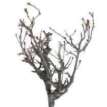 Deco grenar bonsai trä Deco grenar 15-30cm 650g
