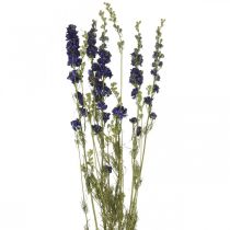 Artikel Torkad delphinium, torr floristry, delphinium blå L64cm 25g