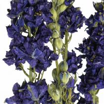 Torkad delphinium, torr floristry, delphinium blå L64cm 25g