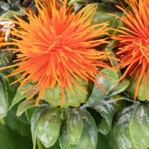Artikel Konstgjord orange safflor som konstgjord blomma för vaser och dekoration, 55 cm, 4 stycken