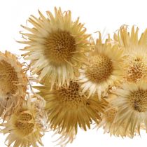 Tisteltorkad deco-gren Bergdistel Alpendistel 10St