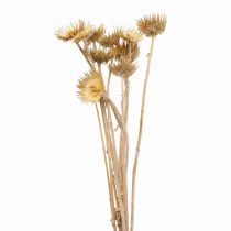Tisteltorkad deco-gren Bergdistel Alpendistel 10St