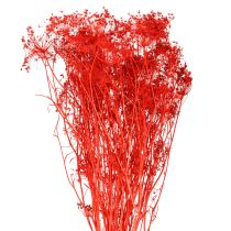 Artikel Umbellifera Torkade Blommor Röda 70cm 150g
