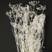 Artikel Umbellifera torkade blommor vita 70-80 cm 150 g