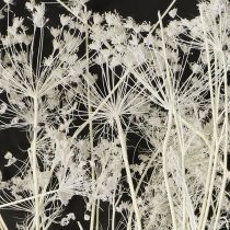 Artikel Umbellifera torkade blommor vita 70-80 cm 150 g